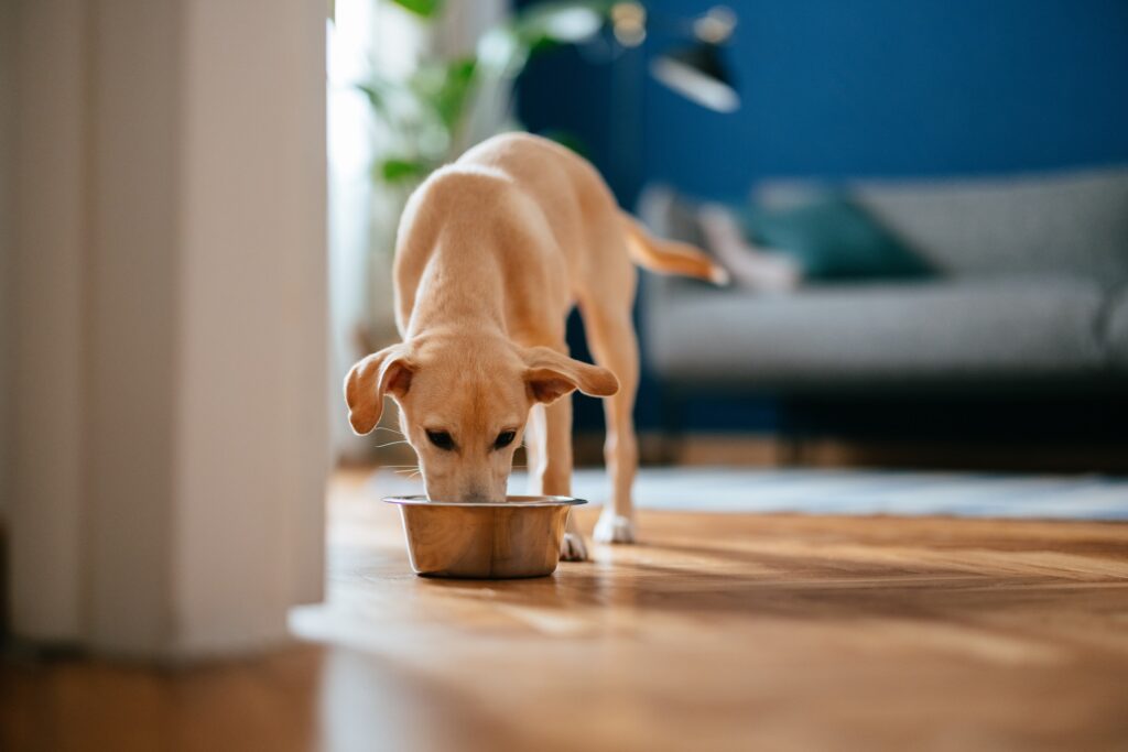 A beige puppy eating from a metal food bowl. Learn about dog food toppers.