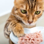 Can Cats Eat Canned Tuna?