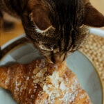 Can Cats Eat Almonds?