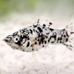 Molly Fish Care Sheet