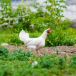 Can Chickens Eat Onions?