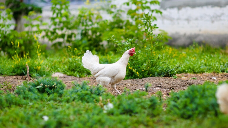 can chickens eat onions