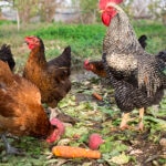 Can Chickens Eat Carrots?