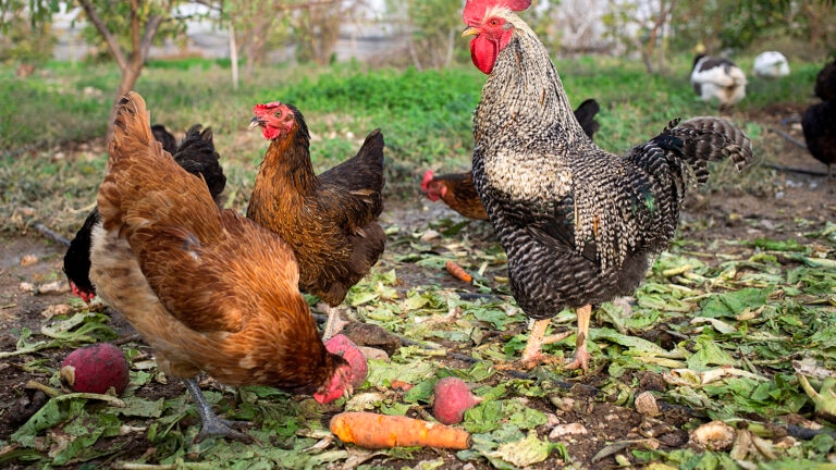 can chickens eat carrots