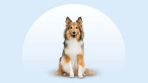 Collie