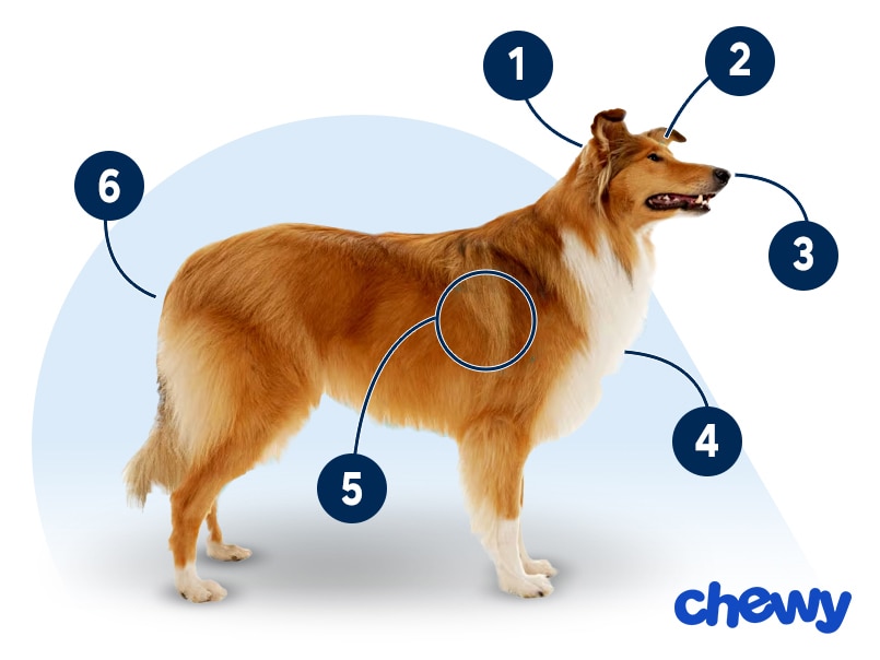 Photo of a Collie