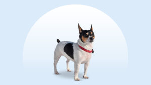 Teddy Roosevelt Terrier