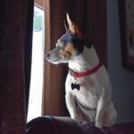 Teddy Roosevelt Rat Terrier gazing out the window