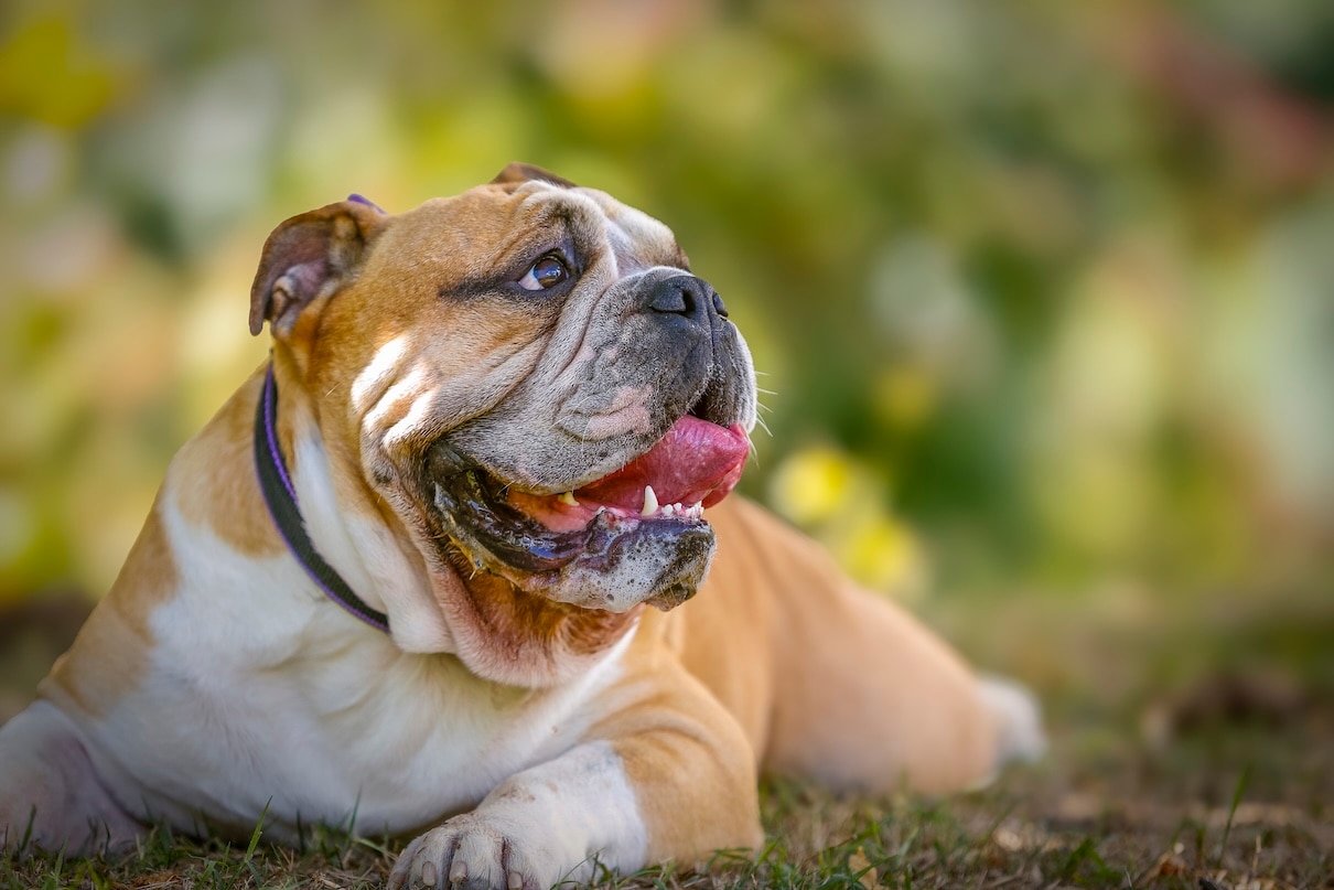 Brown and white English Bulldog lying down outside