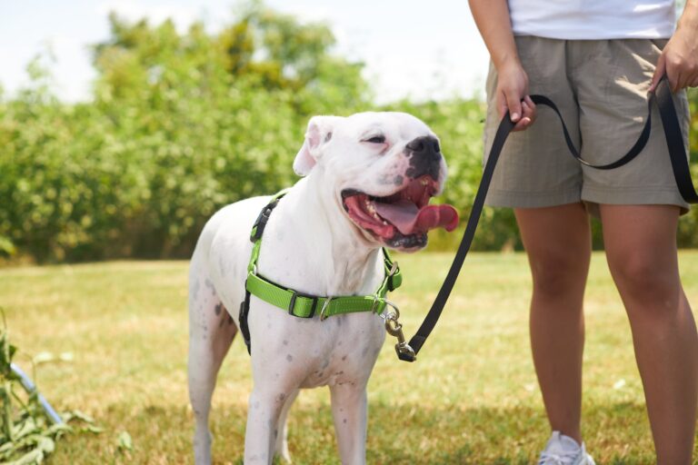 A white American Bulldog on a harness outside and panting