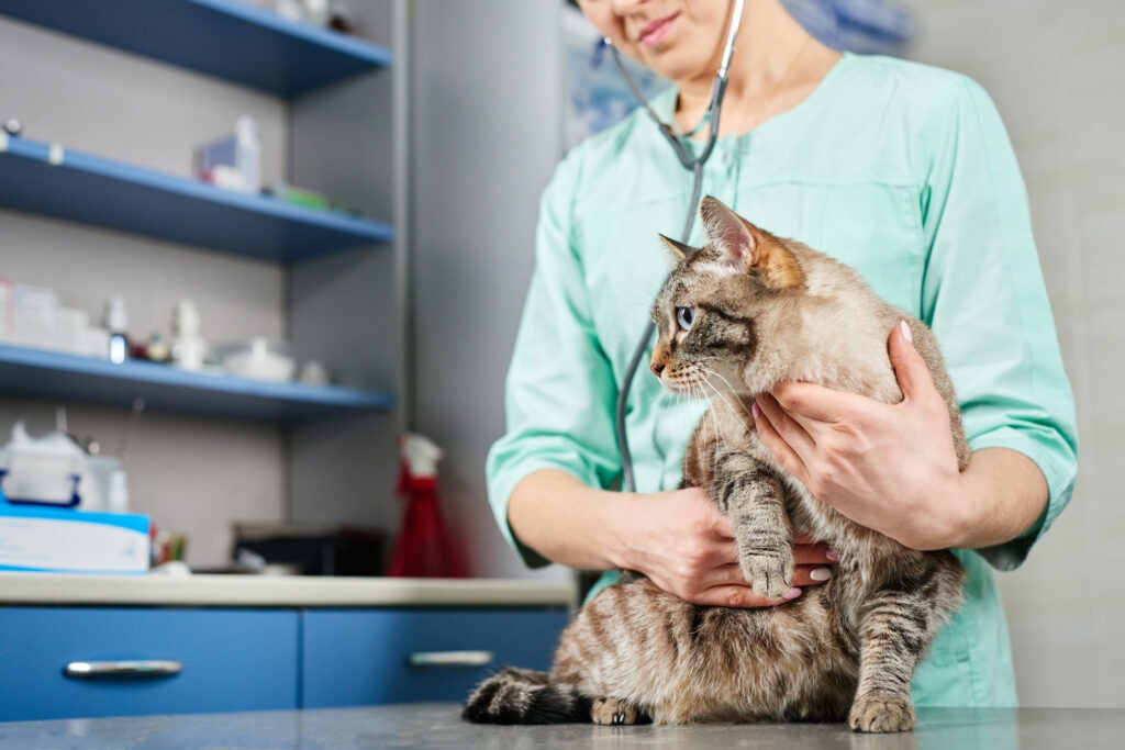ileus in cats; a cat is examined by their vet.