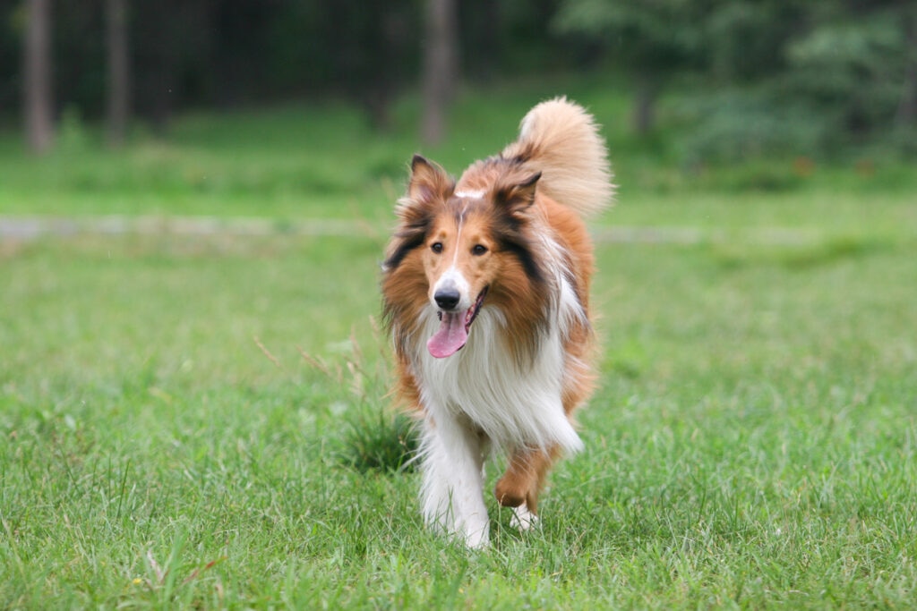 collie trotting through grass