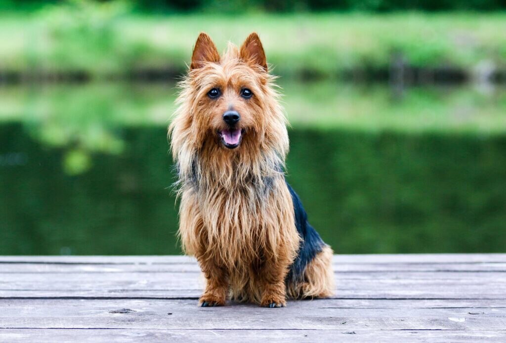scruffy australian terrier sitting and looking at the camera