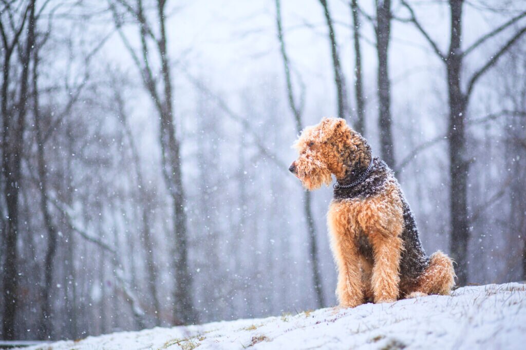 airedale terrier sitting in the snow