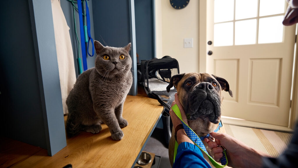 nexgard for dogs and cats: dog and cat sitting by front door
