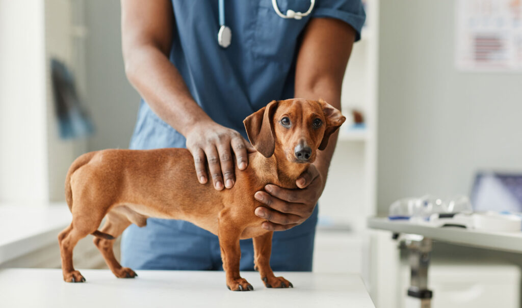 heart disease in dogs; a veterinarian exams a dachshund in a veterinary office.