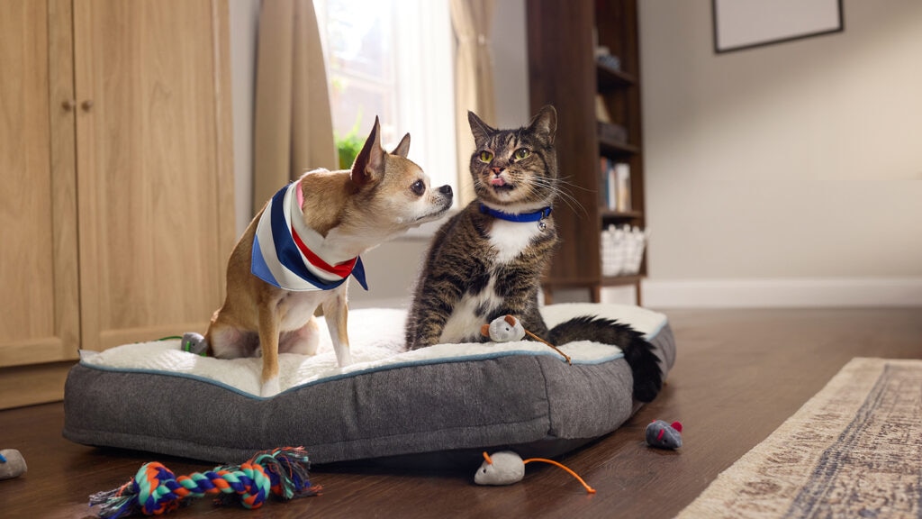 bravecto for dogs and cats: dog and cat sitting on pet bed