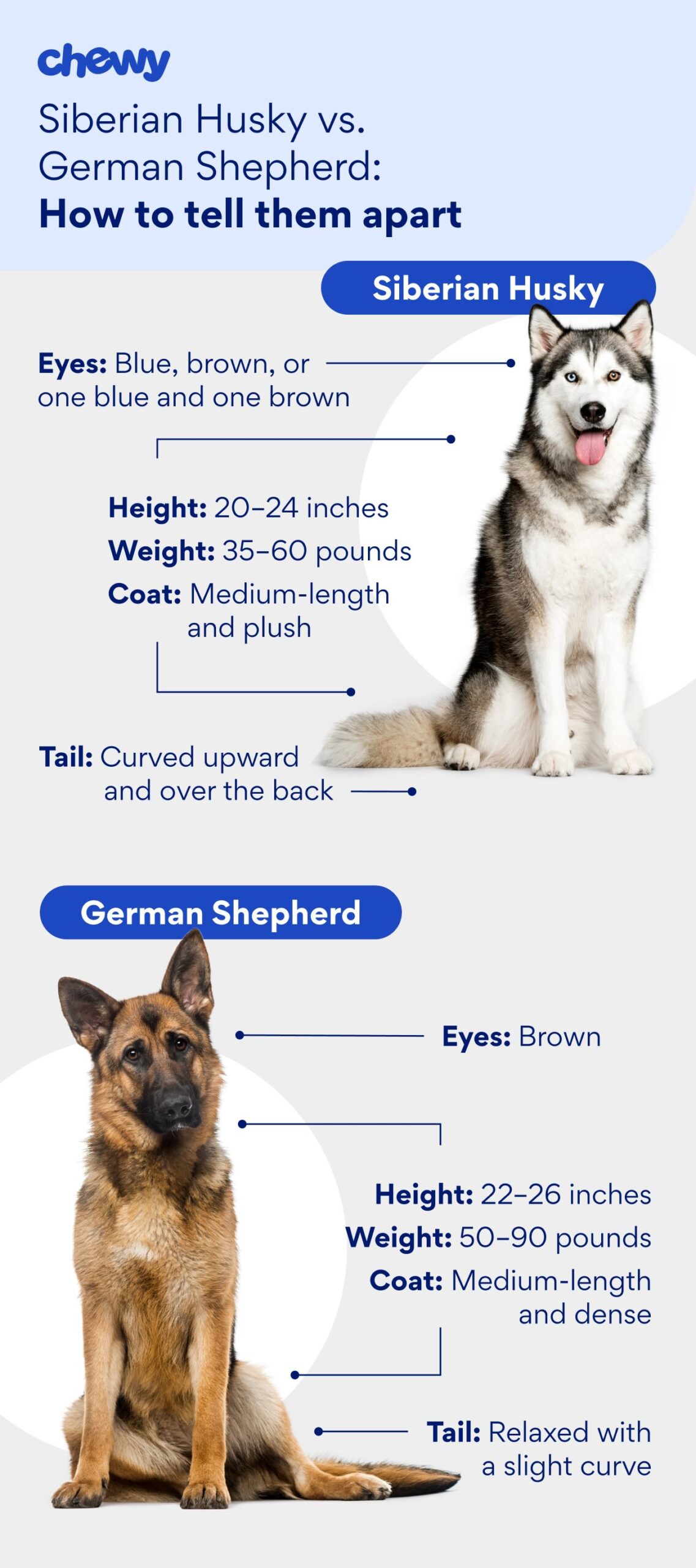 Graphic showing the differences between a husky and a german shepherd