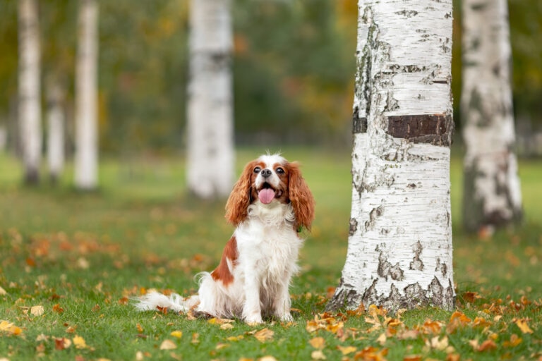 Heart disease is a common diagnoses among senior dogs.