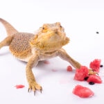 Can Bearded Dragons Eat Watermelon?