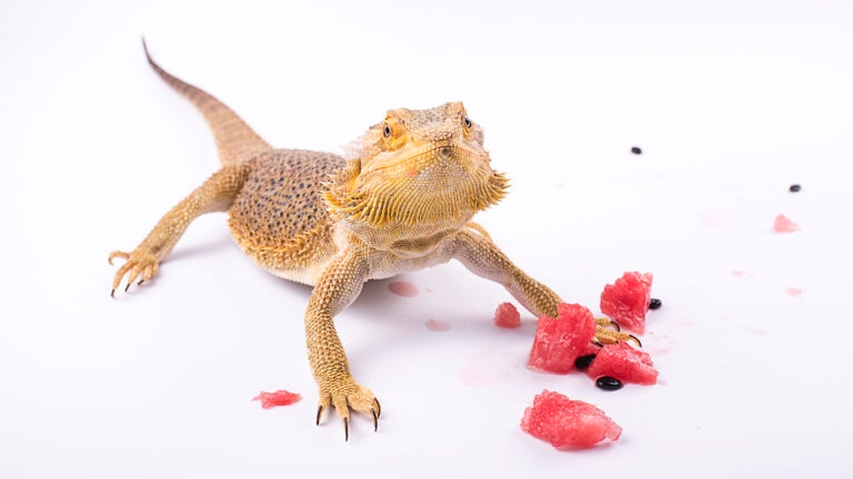 can bearded dragons eat watermelon