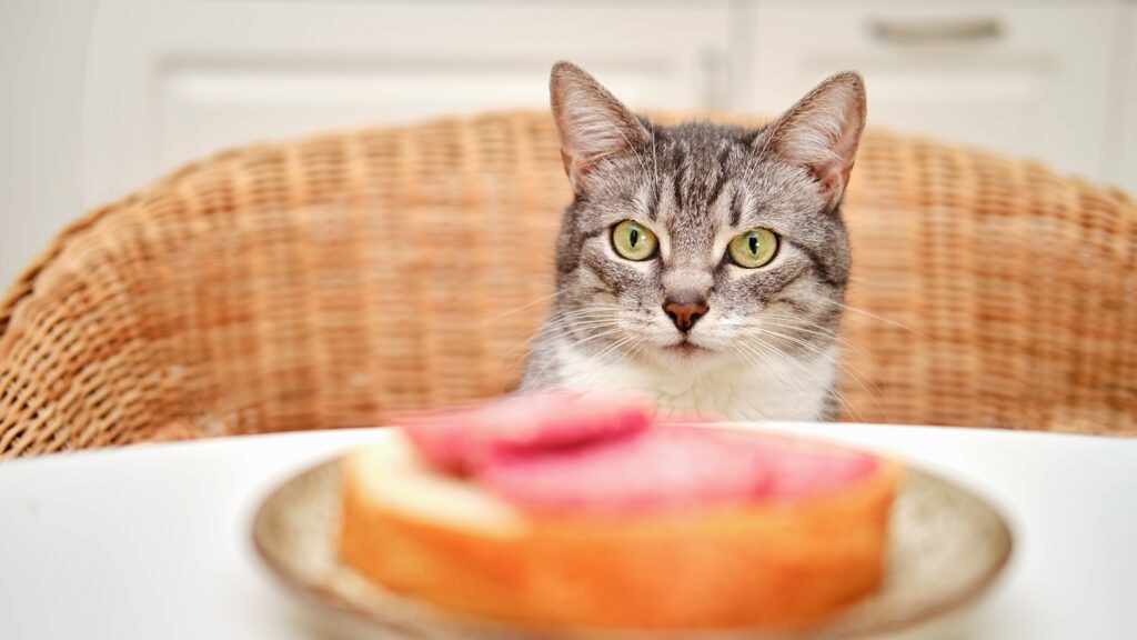 can cats eat turkey