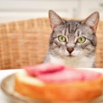 Can Cats Eat Turkey?