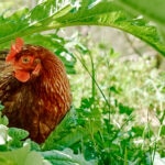 Can Chickens Eat Celery?