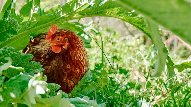 can chickens eat celery