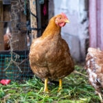 Can Chickens Eat Avocado?