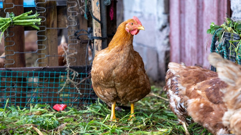can chickens eat avocado