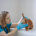 What Is a Rabbit Ear Infection?