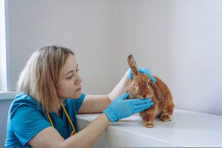 rabbit ear infection; an exotic vet examines a rabbit’s ears.