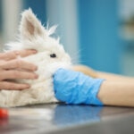 Why Is My Rabbit Sneezing? Causes, Symptoms, and When To Worry
