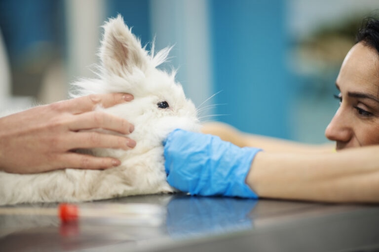 why is my rabbit sneezing; an exotic vet examines a rabbit.