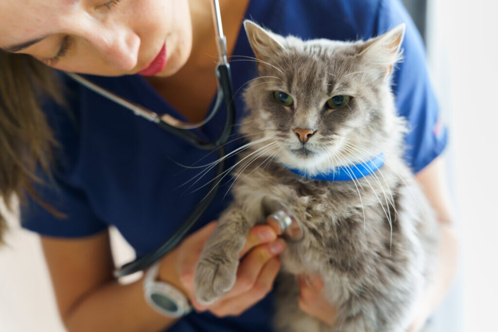 anaphylaxis in cats; a veterinarian examines a cat.