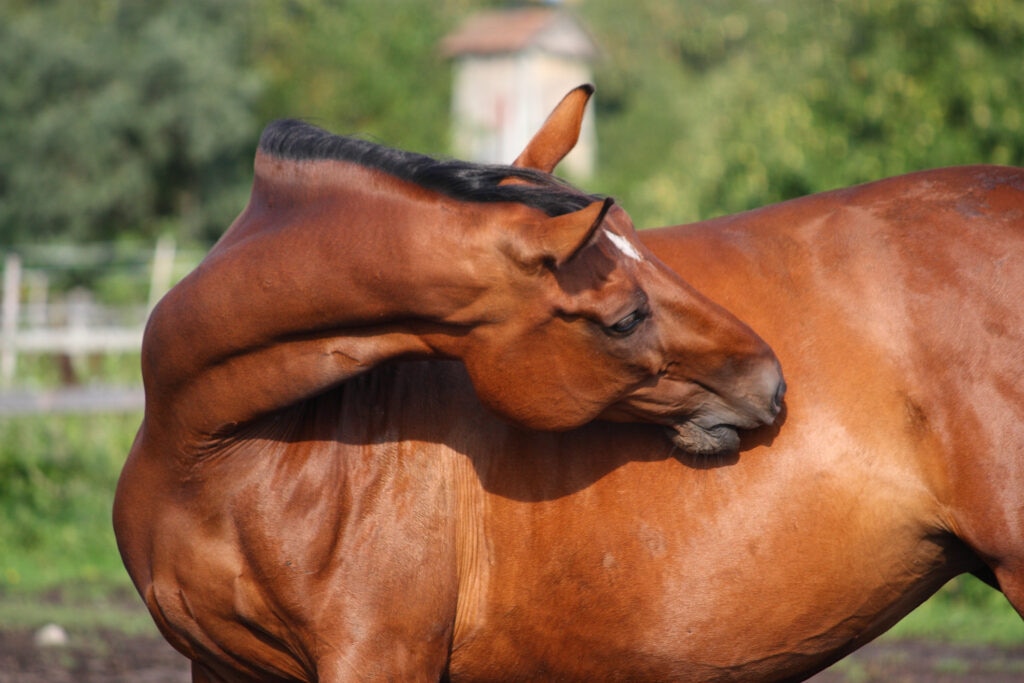 Itchy bay horse scratching their side with their teeth