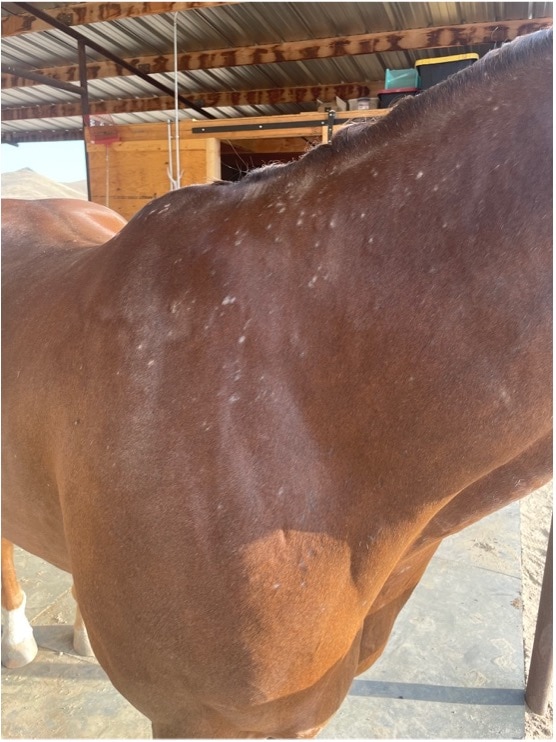 itch in horses
