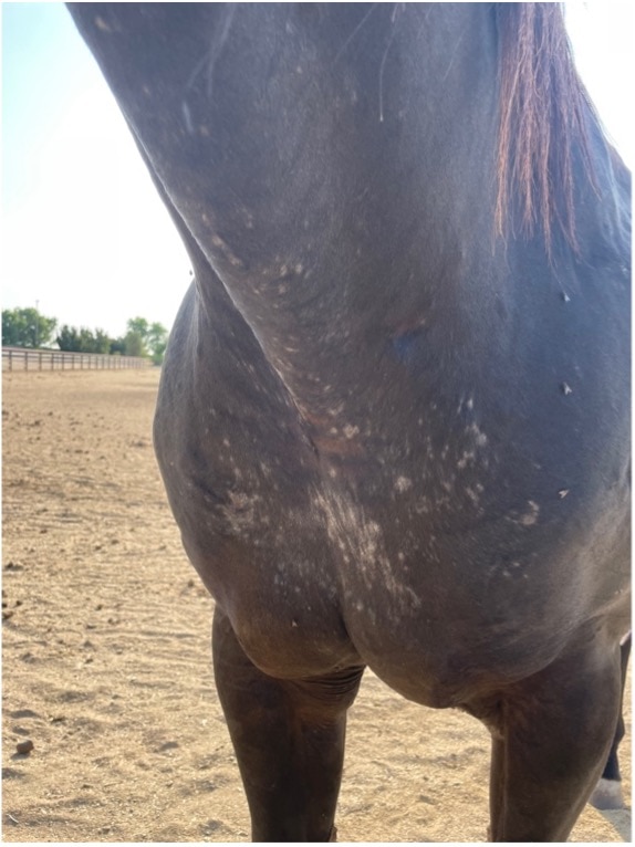 itch in horses