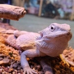 Can Bearded Dragons Eat Grapes?
