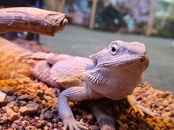 A pale-colored bearded dragon in a large enclosure holds his head up and looks at the camera.