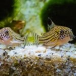 7 Best Catfish for Aquariums