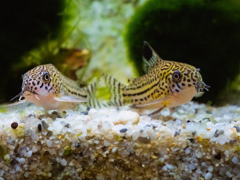 Two cory catfish in a freshwater aquarium