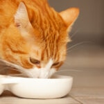 Bone Broth for Cats: Benefits and How To Serve It