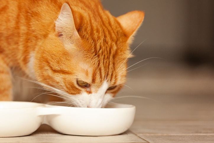 An orange tabby cat licks bone broth out of a white bowl on a tile floor.