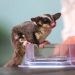 Sugar Glider Care Sheet