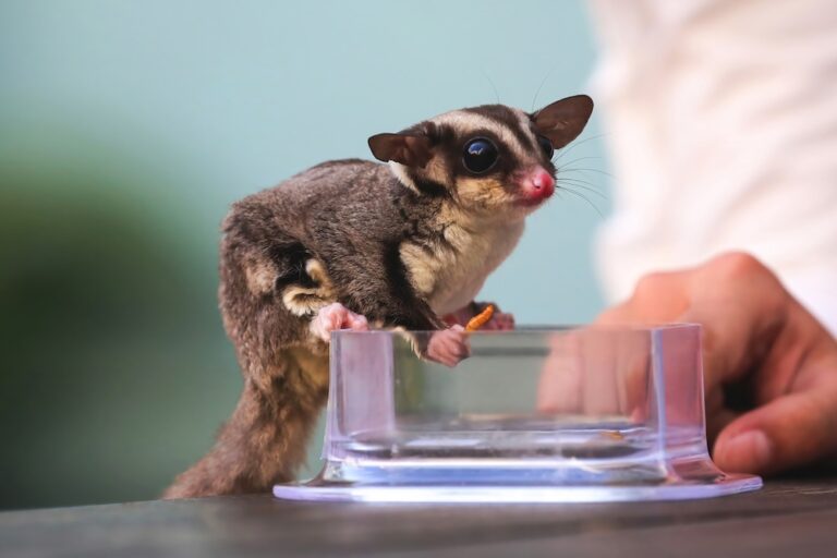 sugar glider eating out of a clear bowl