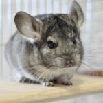 Chinchilla Care Sheet