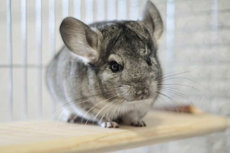 chinchilla sitting on a ledge in their enclosure