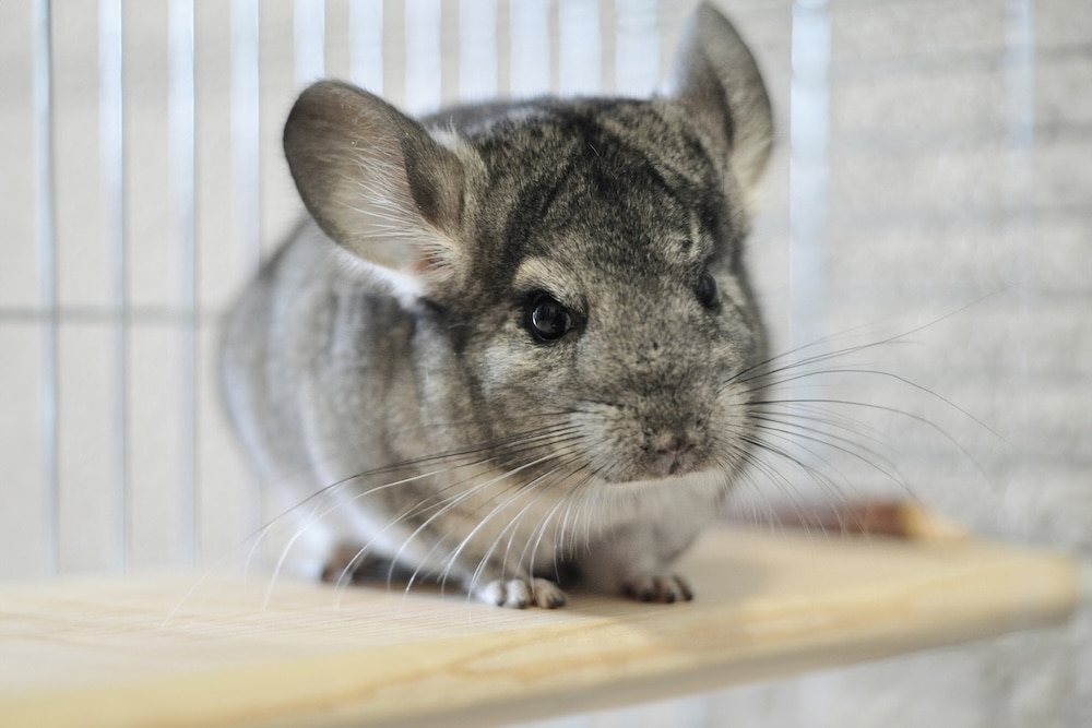 chinchilla sitting on a ledge in their enclosure